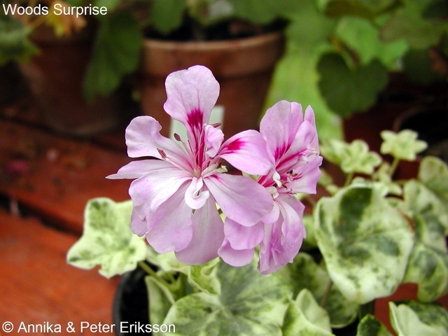 Tant Blom - Din pelargonbutik.